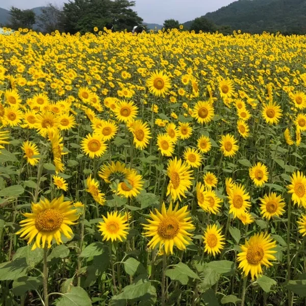 ありがとう！