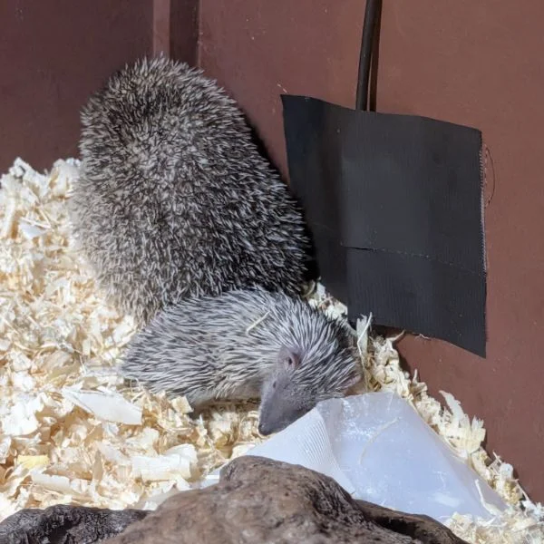 赤ちゃんが見れた...