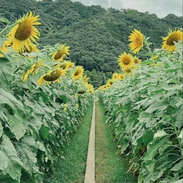 友達からもらった