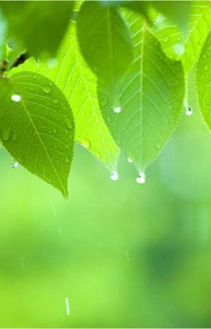 雨が…