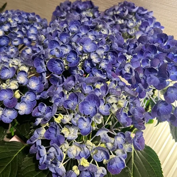 季節ですね〜͛.*🍃💠 𓂃𓈒𓏸︎︎︎︎⁡