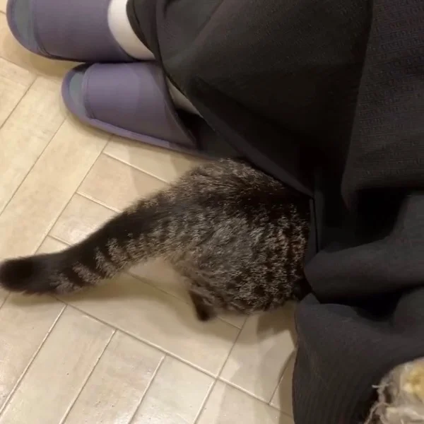 🐈💕