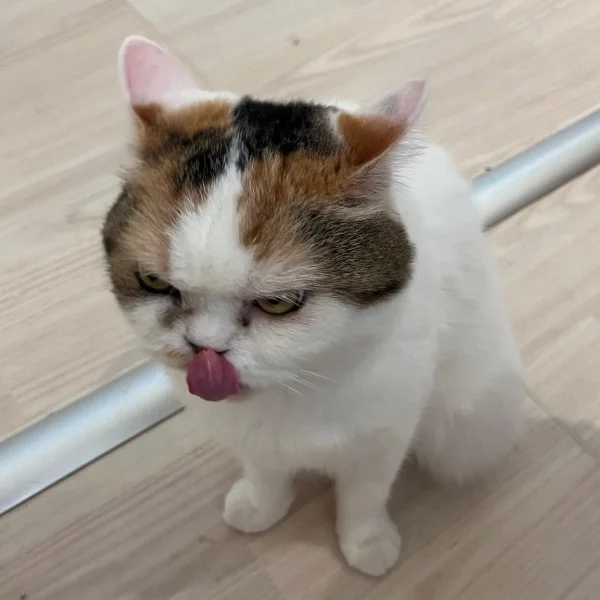 猫カフェ