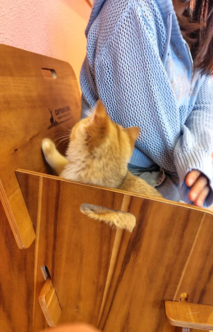 こんばんは