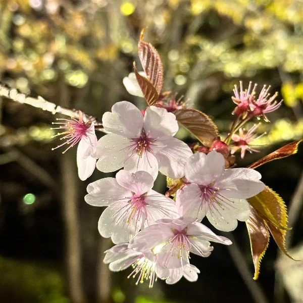 お気に入りの・・