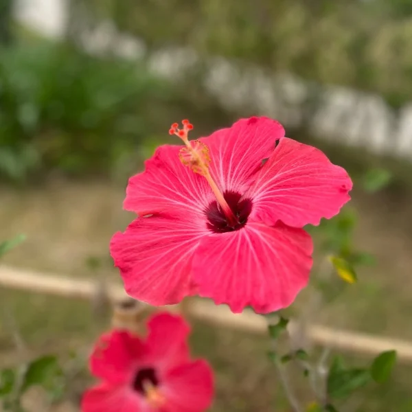 夏やね~🌞🌴🌺✨