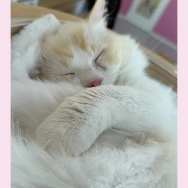 本日18時から出勤します🎀