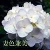 妻色兼美 新潟中央店