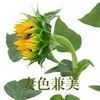 妻色兼美 新潟中央店