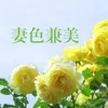 妻色兼美 新潟中央店