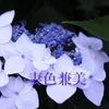 妻色兼美 新潟中央店