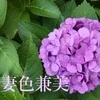 妻色兼美 新潟中央店