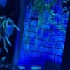 新潟まつりのサムネイル