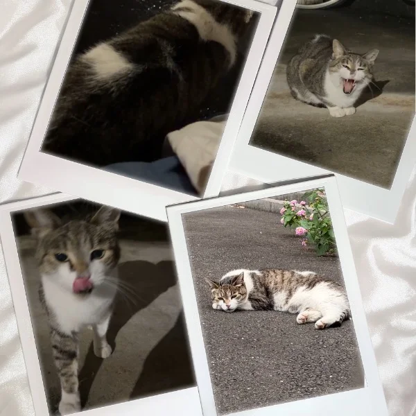 ねこに癒されるって私寂しいのかしら？