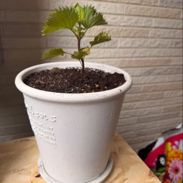 ベランダ菜園....果たして無事収穫できるのか！