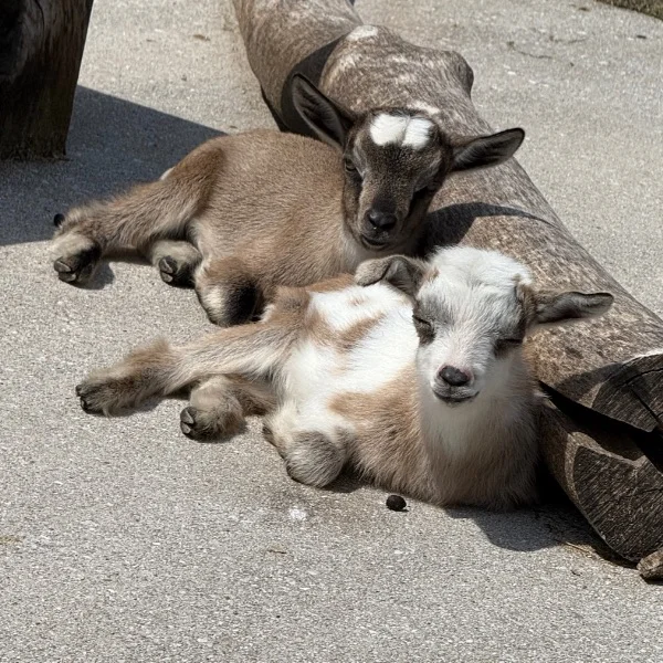 出勤してますっ🐾🐾🐾🐾