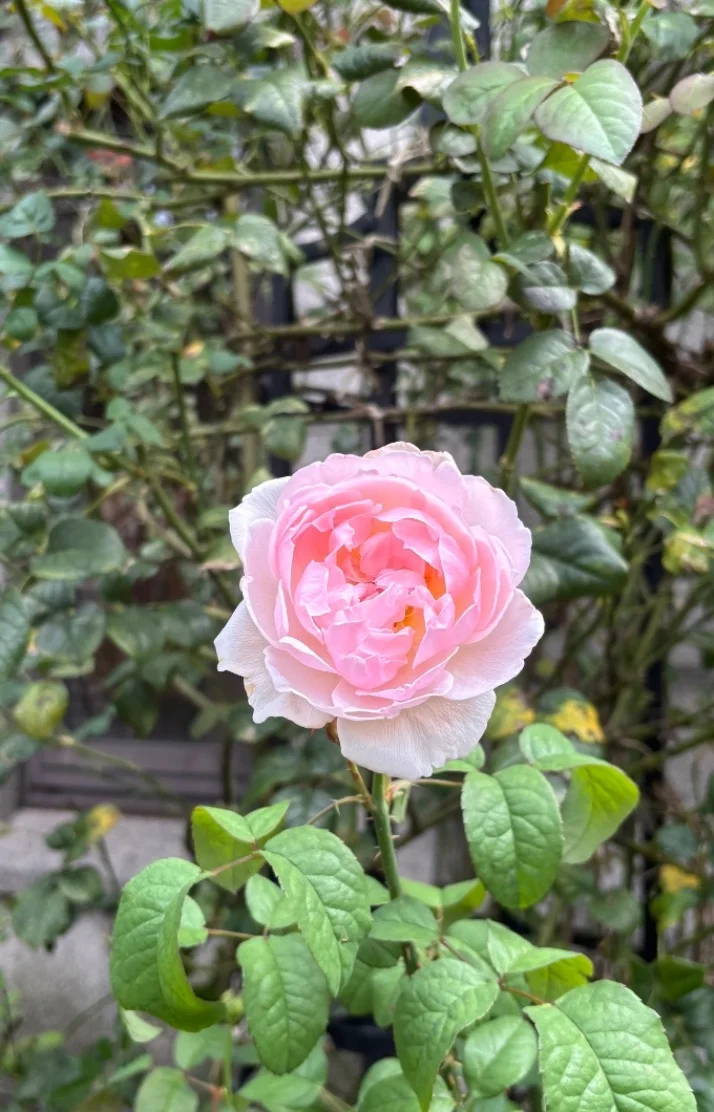 本日13:30〜出勤です♡