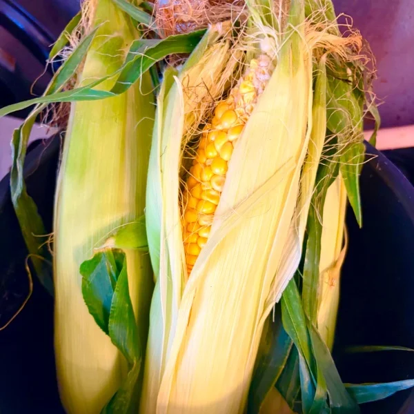 🌽とうきびの季節🩷
