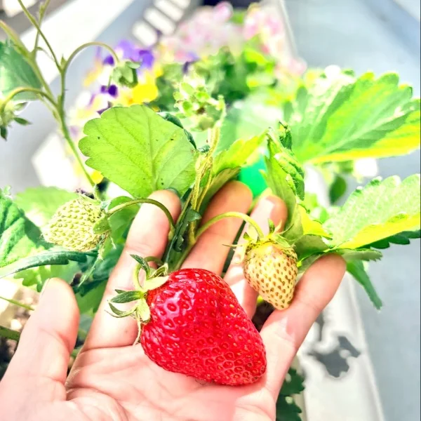 🍓初収穫🩷