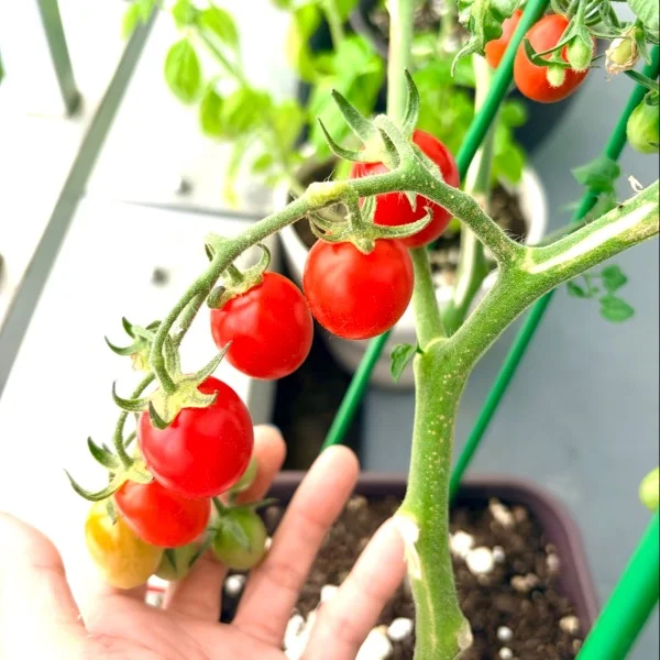 🍅初収穫🩷
