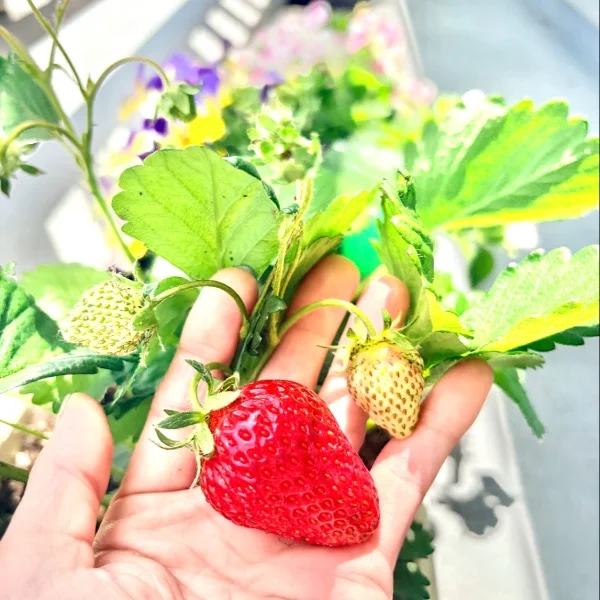 🍓いちご収穫しました🩷