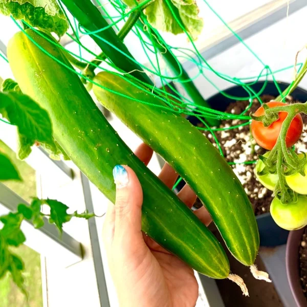 🥒収穫しました💓🥗