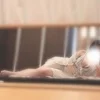 あやな