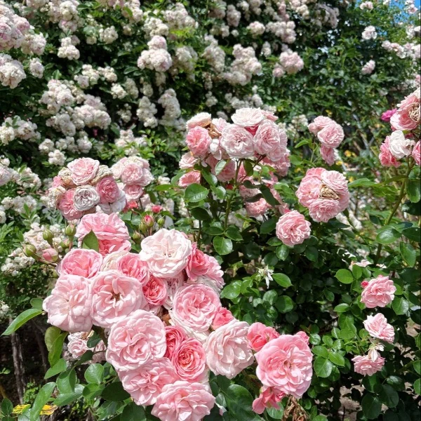 バラ園🌹✨