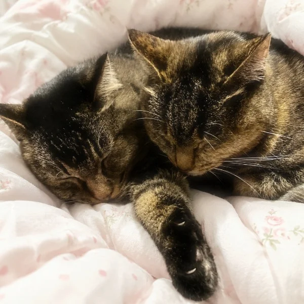 もふもふ状態🐈❤️