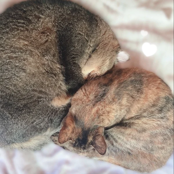 猫団子…?🐈🍡🌸