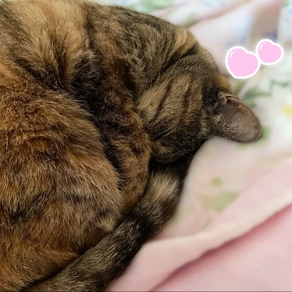 幸せな朝♡