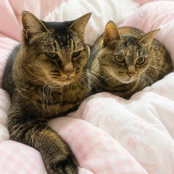 やっぱり一緒にいる…🐈❤️