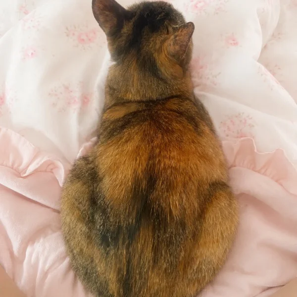 かわいいおちりと香箱座り🐈❤️