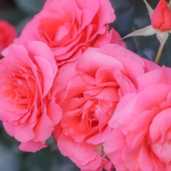 💌8/10 13:00~💌