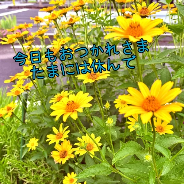 洗濯日和☀️