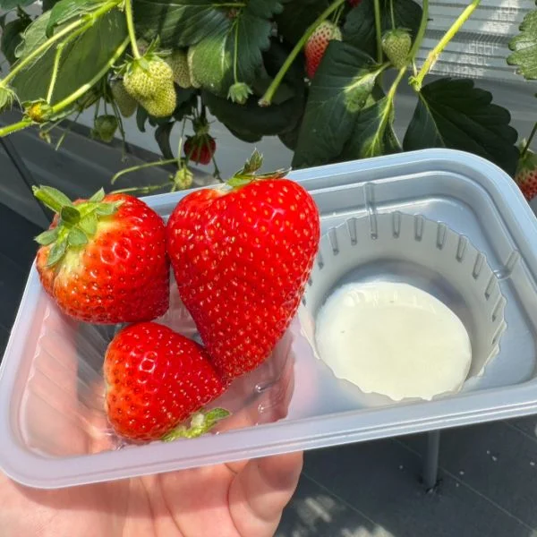 休日満喫🍓