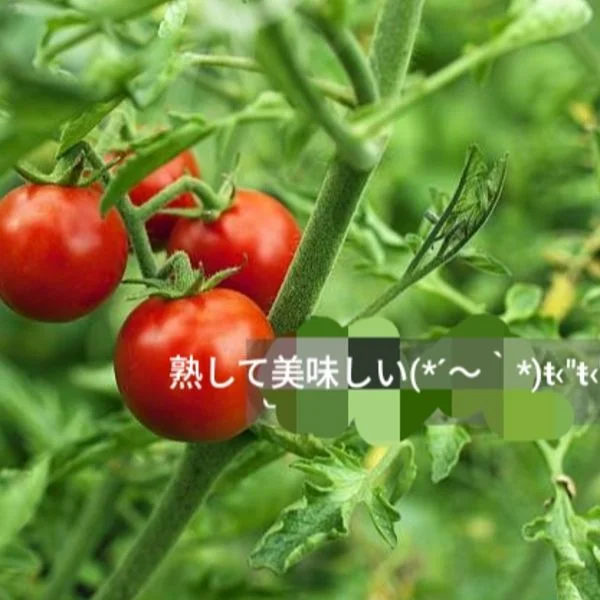 今週もよろしくお願いします(*^^*)
