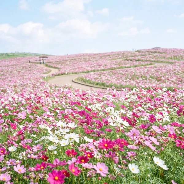 心に花が咲いたような気持ちです🌼