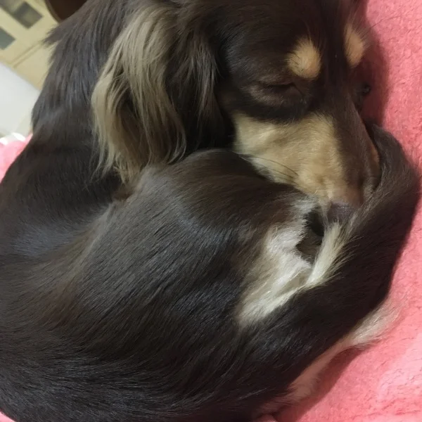 愛犬様ෆ⃛ෆ⃛ෆ⃛