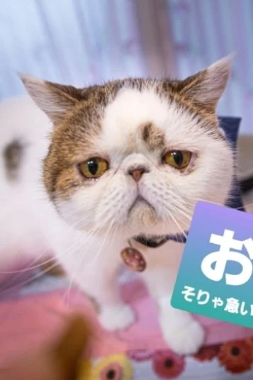 ゴンチャ