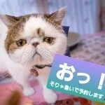 採用担当の福山さん
