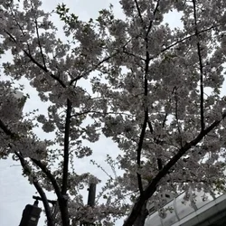 桜川銀です🌸桜川