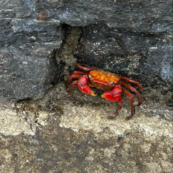 ｶﾆｯ