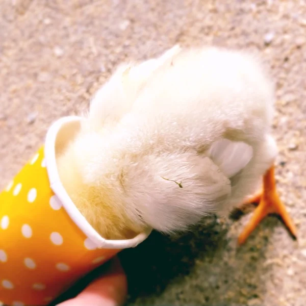 ひよこ怖い