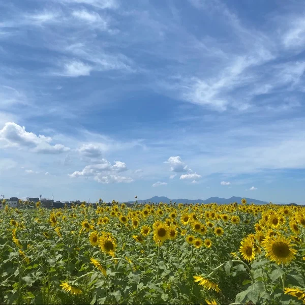 ひまわりー