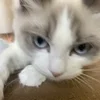 ゆめはなって稼げるの？のサムネイル