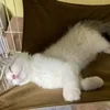 実はゆめはなは精神的に疲れている人におすすめの職場ですのサムネイル