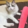 すぐデビューってできるの？のサムネイル