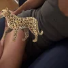 豹＊ひょう