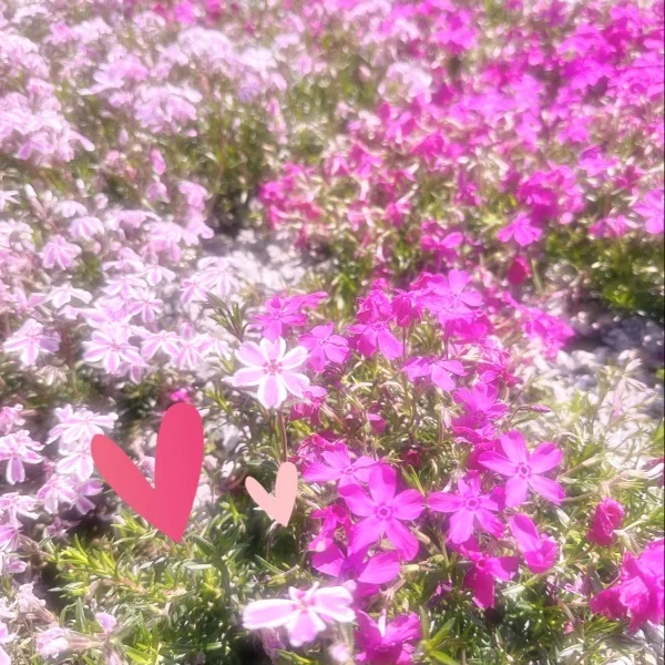 めいの休日ᐢ.ˬ.ᐢ